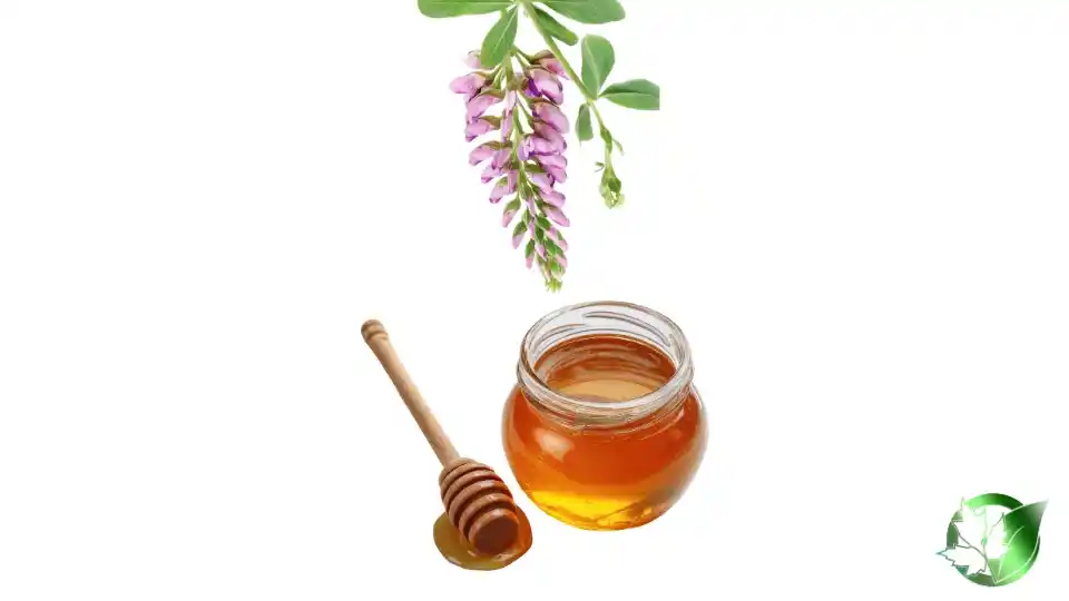 Bulk Astragalus Honey | Suppliers | Wholesale | ParsaFood Global